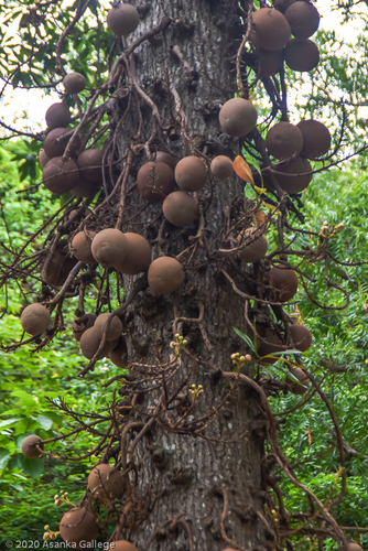 Cannonball Tree