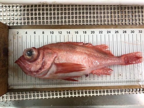 Deepwater Redfish