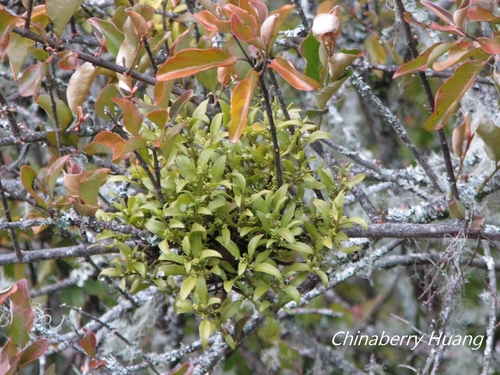 Loranthus kaoi · iNaturalist Mexico