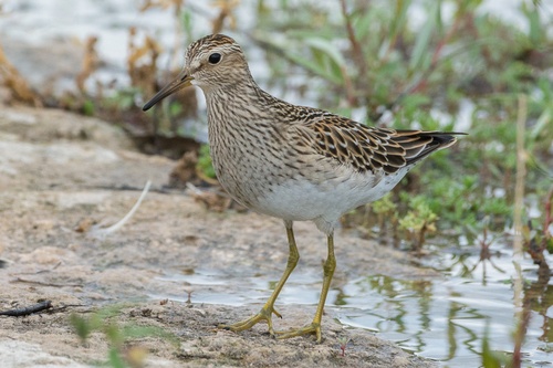 Pectoral Sandpiper