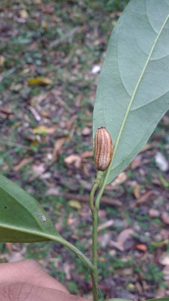 Gomphandra coriacea (Gomphandra coriacea)