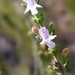 Satureja cuneifolia obovata - Photo (c) Samuel Santos García, all rights reserved, uploaded by Samuel Santos García