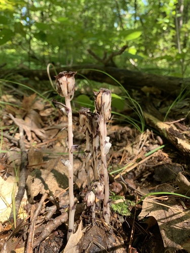 photo of Ghost Pipes (Monotropa uniflora)