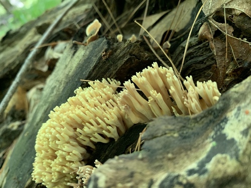 photo of Upright Coral Fungus (Ramaria stricta)