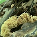 photo of Upright Coral Fungus (Ramaria stricta)