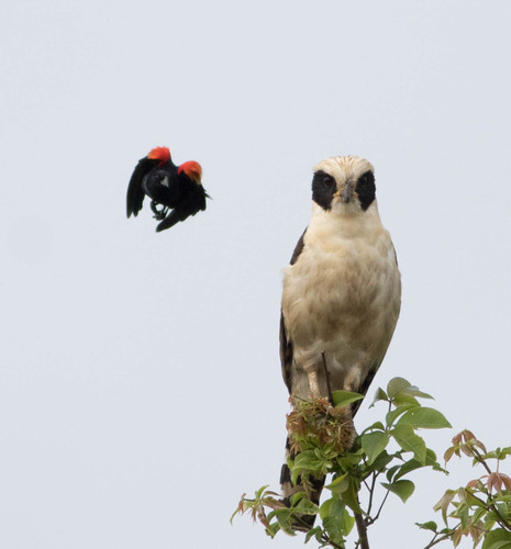 Laughing Falcon