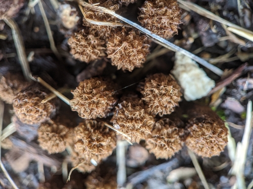 fluted bird's nest fungus