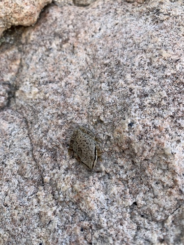iNaturalist observation photo of Pacific chorus frog