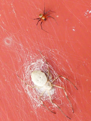 Herennia gagamba