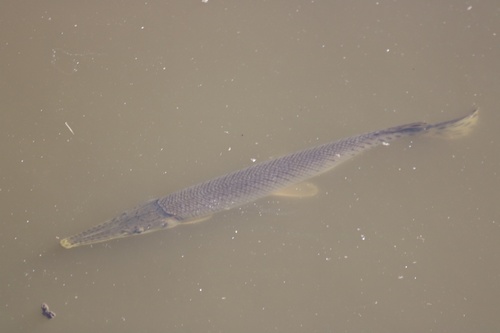 Shortnose Gar