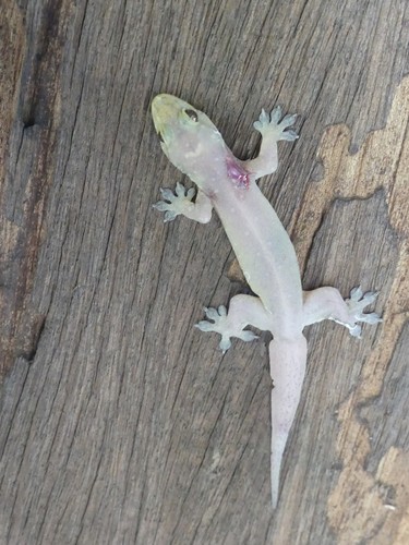 Reptiles of the Philippines's Check List · iNaturalist.org
