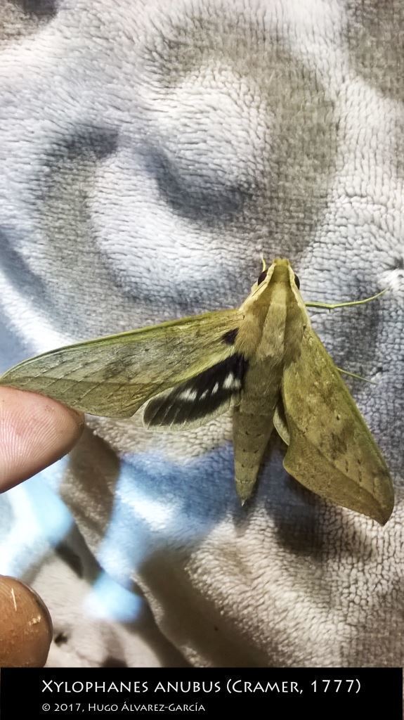 Xylophanes anubus from Valle Verde, Qro., México on June 14, 2017 at 01 ...