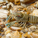 Gray-speckled Crayfish - Photo (c) Brad Moon, all rights reserved, uploaded by Brad Moon