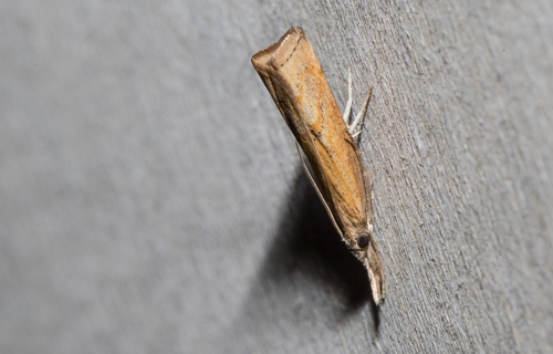 Mottled Grass-veneer (Neodactria luteolellus)