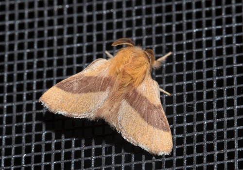 Forest Tent Caterpillar Moth (Malacosoma disstria)