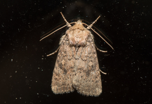 Northern Scurfy Quaker (Homorthodes furfurata)