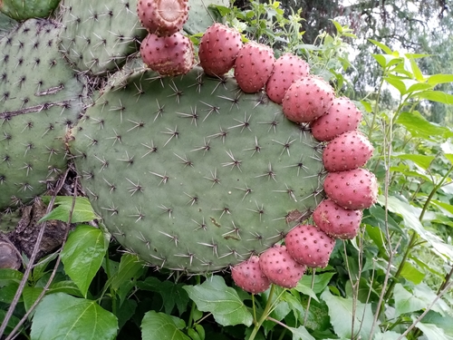 Opuntia streptacantha