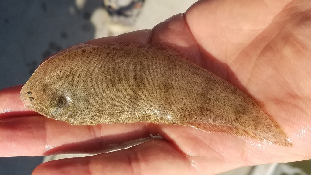 Blackcheek Tonguefish in August 2020 by maculatus · iNaturalist