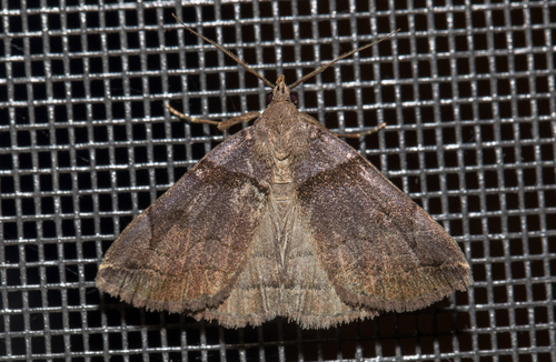 Variable Fan-foot (Zanclognatha laevigata)