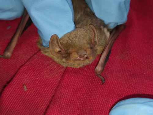 Allen's Striped Bat (Glauconycteris alboguttata) — Least Concern Mammalia