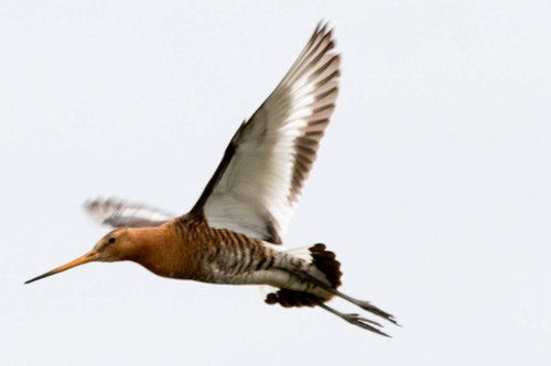 Brehár čiernochvostý (Limosa limosa)