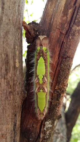 White Morpho
