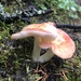 Russula bicolor - Photo (c) kmohatt, all rights reserved, uploaded by kmohatt