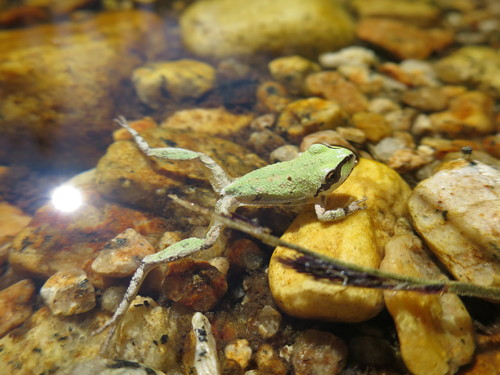 iNaturalist observation photo of Pacific chorus frog