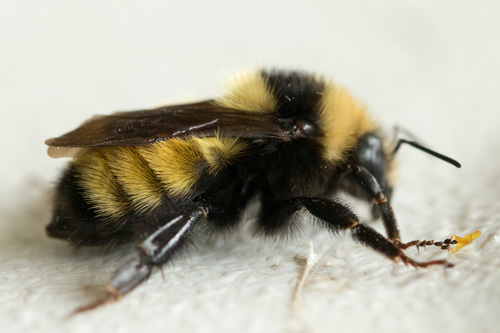 Abelhões (género Bombus) · BioDiversity4All