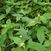 Persicaria thunbergii - Photo (c) 양혜숙, כל הזכויות שמורות, הועלה על ידי 양혜숙