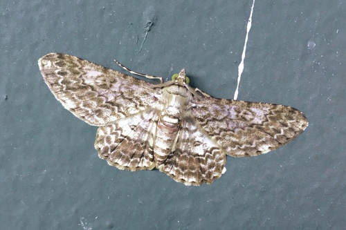 Cleora speciosa · iNaturalist Canada