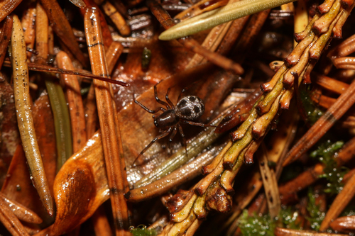 Tapinopa longidens