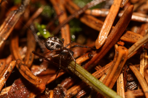 Tapinopa longidens