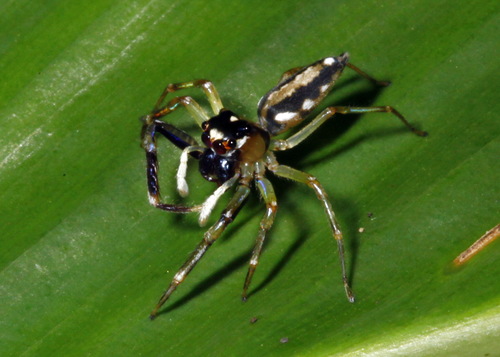 Elegant Tauala (Tauala lepidus) · iNaturalist