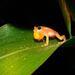 Morere's Spiny Reed Frog - Photo (c) robinia, all rights reserved, uploaded by robinia