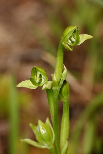 Habenaria reniformis