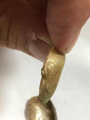 Slippershell Mussel