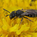 Chalk Furrow Bee - Photo (c) Timofey Levchenko, all rights reserved, uploaded by Timofey Levchenko