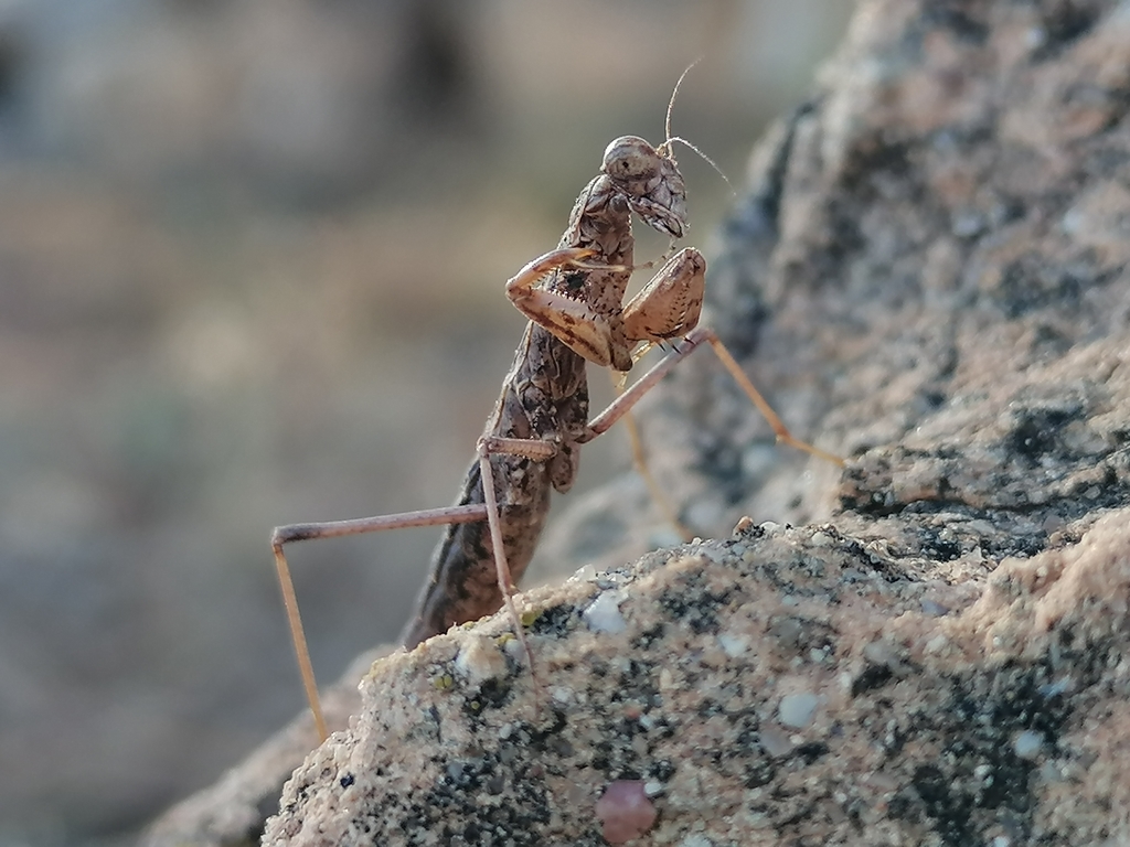Larva-like Ground Mantis from Chera, 46350, Valencia, España on August ...