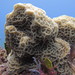 Low Relief Lettuce Coral - Photo (c) Christian Amador Da Silva, all rights reserved, uploaded by Christian Amador Da Silva