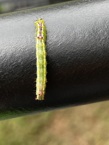 Variable Oakleaf Caterpillar Moth