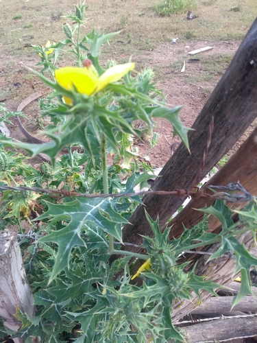 Mexican prickly poppy