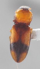Image of Paradonus pectoralis