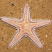 Spiny Sand Star - Photo (c) Robyn Waayers, all rights reserved, uploaded by Robyn Waayers