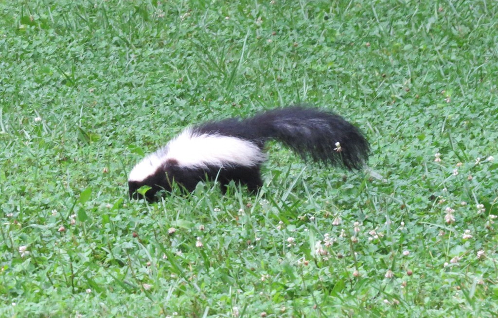 Skunks In Ohio Striped Skunk from Clermont County, OH, USA on July 23, 2017 at 07:49 ...