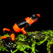 Red-banded Poison Frog - Photo (c) Andrés Mauricio Forero Cano, all rights reserved, uploaded by Andrés Mauricio Forero Cano