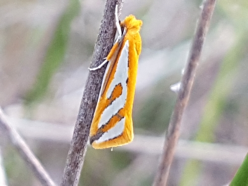 Thudaca haplonota Meyrick, 1892