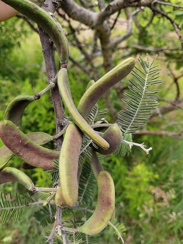fern-leaf acacia