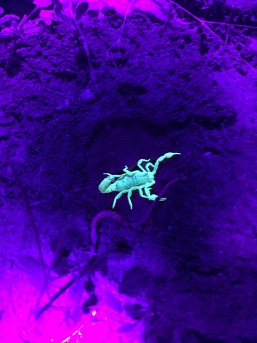 Stripe-tailed Scorpion