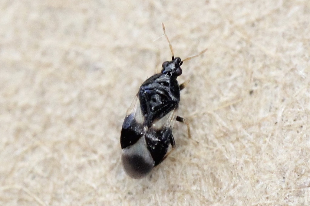 14日まで！ Christiopteris tricuspis マレー固有種 14日まで！ Christiopteris tricuspis マレー固有種 Minute Pirate Bug